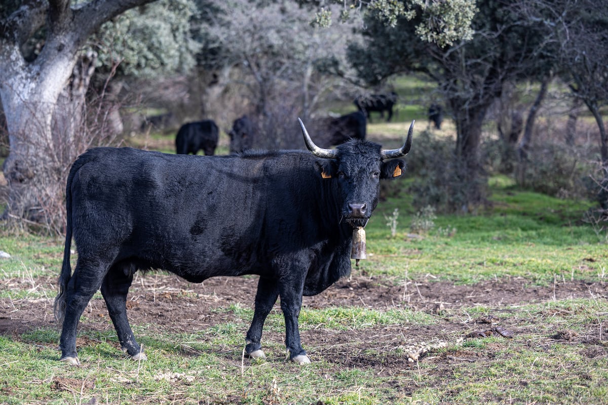 La vida desapercibida extramurosa | Territorio de Paradores