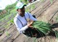 Barranquilla celebra el Día Mundial de la Agricultura fortaleciendo su compromiso con la seguridad alimentaria y el medioambiente – Alcaldía de Barranquilla, Distrito Especial, Industrial y Portuario