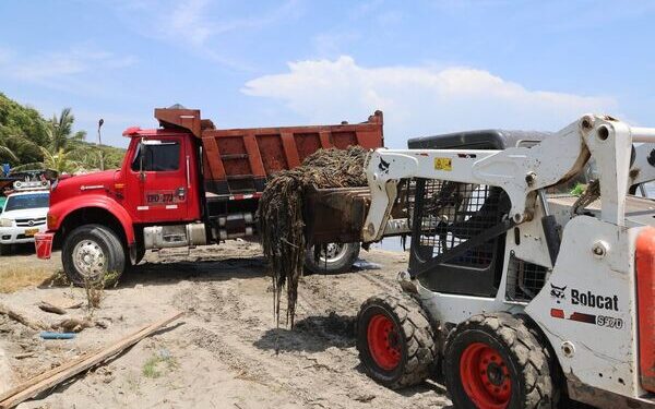 Más de 30 toneladas de tarulla se han recolectado en las playas de Salgar