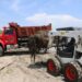 Más de 30 toneladas de tarulla se han recolectado en las playas de Salgar