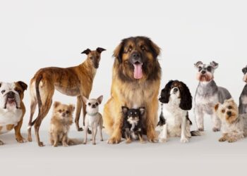 Perritos compitiendo en surf se convierten en el centro de atención