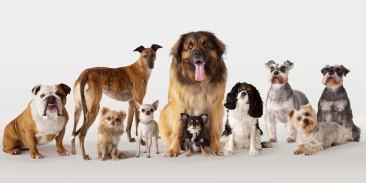 Perritos compitiendo en surf se convierten en el centro de atención