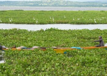 Gigante "tapete" de planta invasora en el Guájaro iría hasta enero: pescadores lanzan SOS
