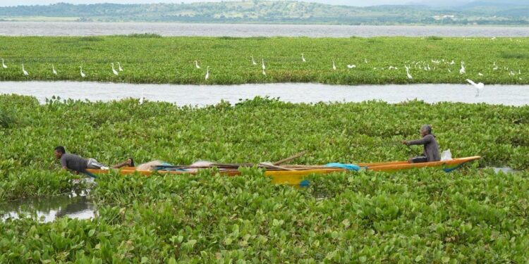 Gigante "tapete" de planta invasora en el Guájaro iría hasta enero: pescadores lanzan SOS