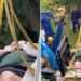 Video muestra cómo un hombre tuvo que ser evacuado de su casa con una grúa: ¿qué pasó?
