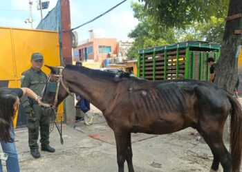 Capturan en Soledad a un hombre por maltrato animal: obligaba a un caballo herido a trabajar