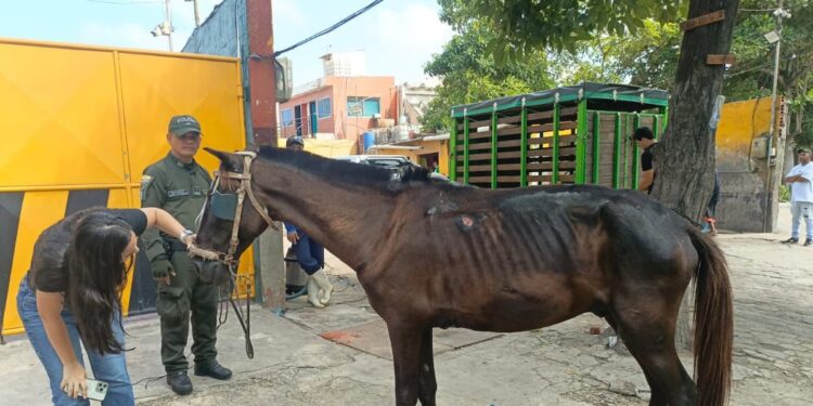 Capturan en Soledad a un hombre por maltrato animal: obligaba a un caballo herido a trabajar