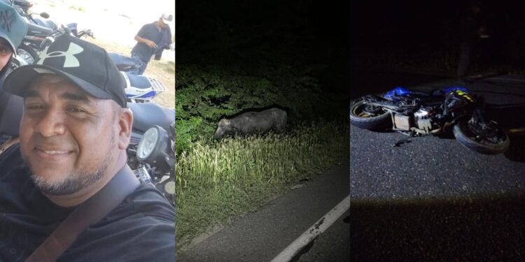 Motociclista chocó contra un búfalo y murió tras ser arrollado por un camión en la vía Cordialidad