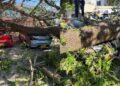 Emergencia en El Silencio tras caída de gigantesco árbol de bonga sobre parqueadero de carros