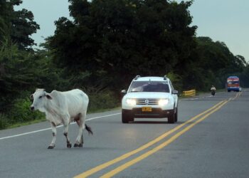 Muere motociclista tras chocar con animal que se atravesó en vía del Atlántico