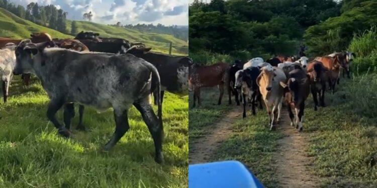 Cuatreros roban 47 novillas girolandas destinadas a un proyecto de embriones en una finca en Galapa