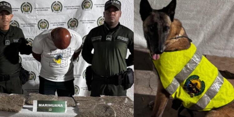 La canina antidrogas Miny detectó cinco kilos de marihuana en un bus en Baranoa