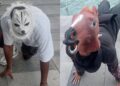 El ‘Mega Convivio Therian’ en Barranquilla que terminó en parodia