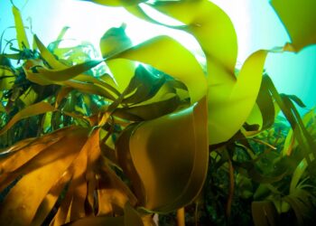 Superabsorbentes a partir de algas: Essity impulsa tecnología que podría transformar la industria de la higiene