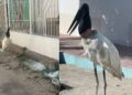 Tercera parada de la cigüeña en Barranquilla: barrio Los Ángeles II recibió la visita de la especie este jueves