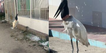 Tercera parada de la cigüeña en Barranquilla: barrio Los Ángeles II recibió la visita de la especie este jueves
