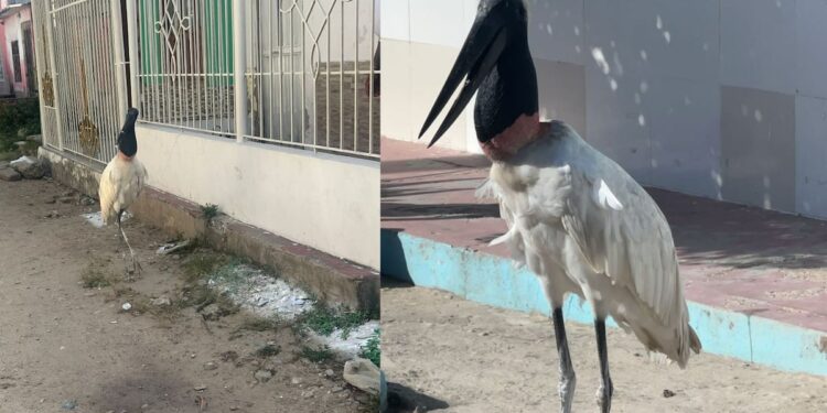 Tercera parada de la cigüeña en Barranquilla: barrio Los Ángeles II recibió la visita de la especie este jueves