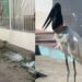 Tercera parada de la cigüeña en Barranquilla: barrio Los Ángeles II recibió la visita de la especie este jueves