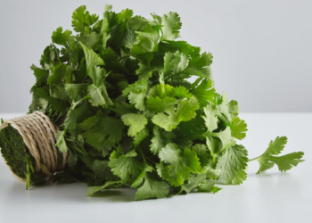 Trucos caseros para mantener el cilantro fresco hasta tres semanas