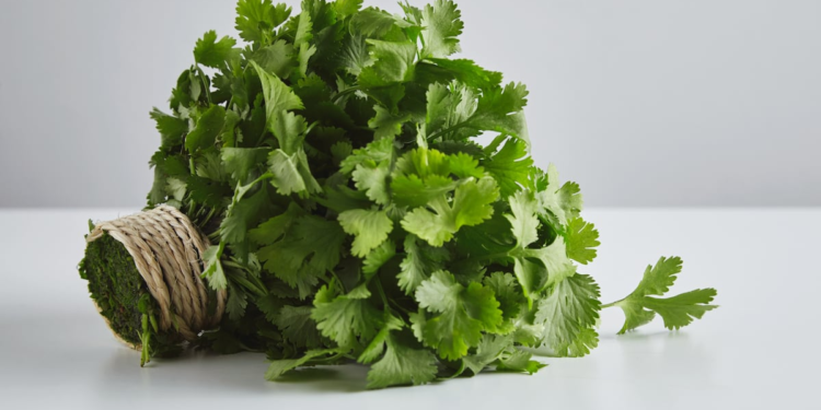 Trucos caseros para mantener el cilantro fresco hasta tres semanas