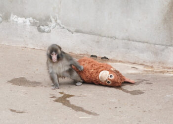 ¿Punch ya tiene amigos? Fue visto jugando con los demás sin su peluche