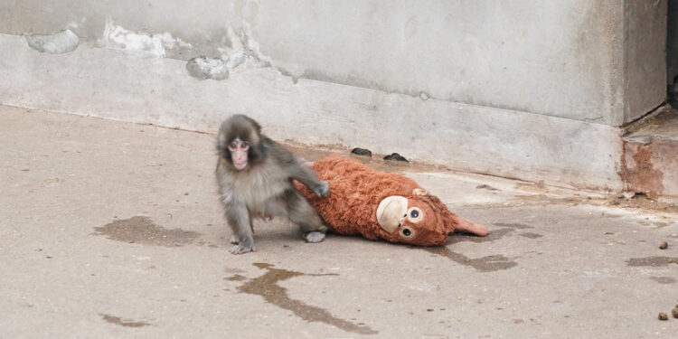 ¿Punch ya tiene amigos? Fue visto jugando con los demás sin su peluche