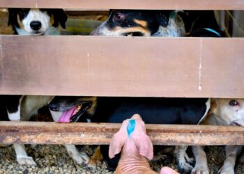 Animales rescatados de la ‘Casa de los Gatos’ entran en fase de cuarentena en el CBA