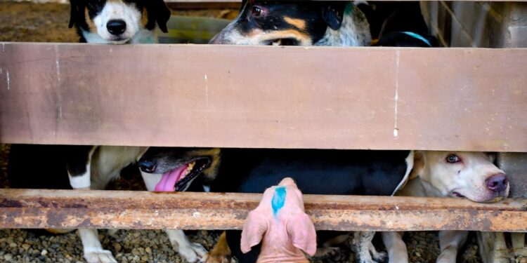 Animales rescatados de la ‘Casa de los Gatos’ entran en fase de cuarentena en el CBA