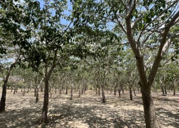 Barranquilla celebra el Día Internacional de los Bosques con una red de ecosistemas urbanos que transforman la ciudad – Alcaldía de Barranquilla, Distrito Especial, Industrial y Portuario