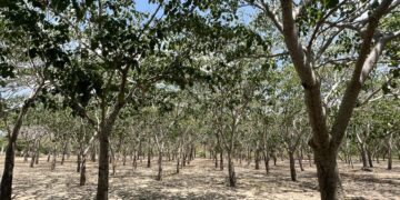 Barranquilla celebra el Día Internacional de los Bosques con una red de ecosistemas urbanos que transforman la ciudad – Alcaldía de Barranquilla, Distrito Especial, Industrial y Portuario