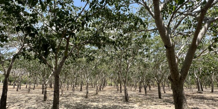 Barranquilla celebra el Día Internacional de los Bosques con una red de ecosistemas urbanos que transforman la ciudad – Alcaldía de Barranquilla, Distrito Especial, Industrial y Portuario