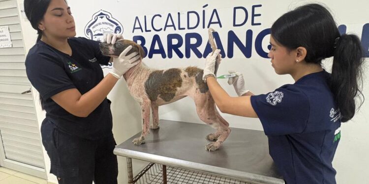 Con acompañamiento y atención integral, Distrito ratifica acciones para el bienestar de las personas y animales rescatados en predio intervenido – Alcaldía de Barranquilla, Distrito Especial, Industrial y Portuario