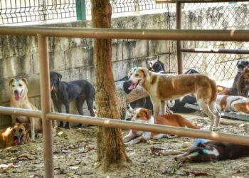 Diez animales rescatados de la ‘Casa de los Gatos’ presentan problemas en la piel; un felino fue diagnosticado con leucemia