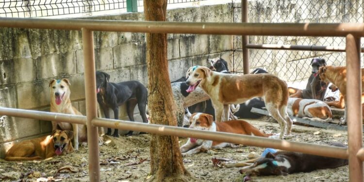 Diez animales rescatados de la ‘Casa de los Gatos’ presentan problemas en la piel; un felino fue diagnosticado con leucemia