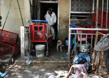 Más de 70 animales han sido rescatados por el Distrito y autoridades en la ‘Casa de los Gatos’