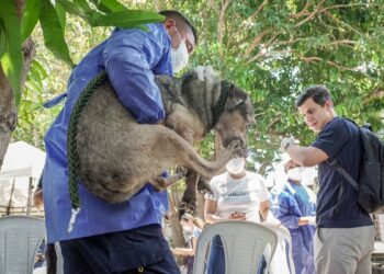 Nuevo balance de los animales rescatados de la ‘Casa de los Gatos’: van 92 perros, 8 felinos y un loro