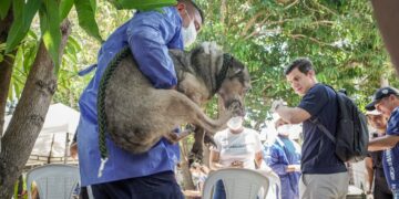 Nuevo balance de los animales rescatados de la ‘Casa de los Gatos’: van 92 perros, 8 felinos y un loro