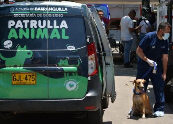 Por caso de la ‘Casa de los Gatos’, Centro de Bienestar Animal solo atenderá emergencias vitales