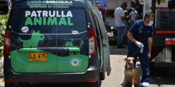 Por caso de la ‘Casa de los Gatos’, Centro de Bienestar Animal solo atenderá emergencias vitales