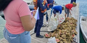¡Golpe a la pesca ilegal en el Caribe! Incautan 361 kilos de caracol pala en Providencia