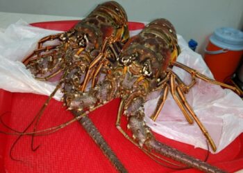 Científicos confirman que las langostas sienten dolor y piden dejar de cocinarlas vivas