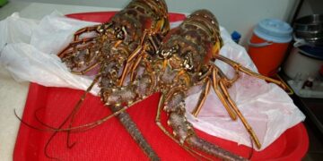 Científicos confirman que las langostas sienten dolor y piden dejar de cocinarlas vivas