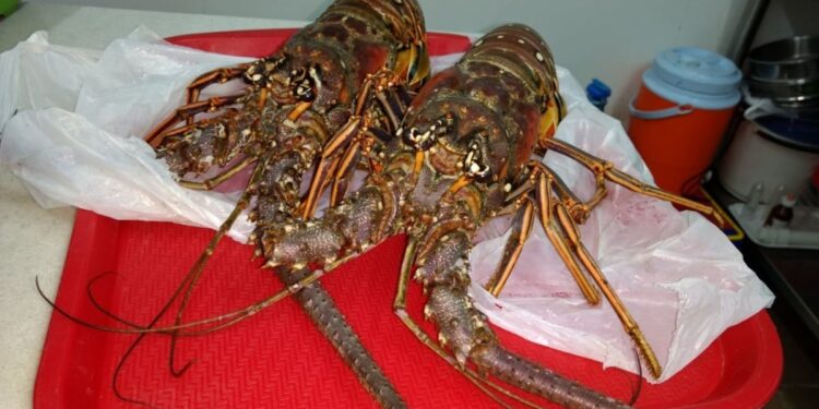 Científicos confirman que las langostas sienten dolor y piden dejar de cocinarlas vivas