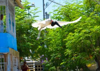 Confirman que el cuerpo de la cigüeña hallada muerta en Rebolo tenía múltiples lesiones traumáticas