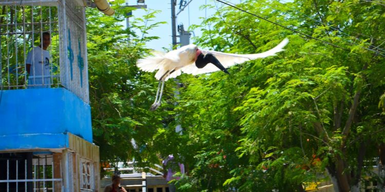 Confirman que el cuerpo de la cigüeña hallada muerta en Rebolo tenía múltiples lesiones traumáticas