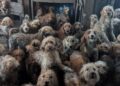Creyeron que era IA, pero eran 250 perros en hacinamiento extremo