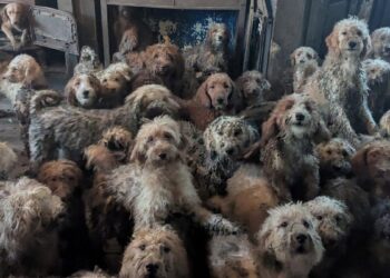 Creyeron que era IA, pero eran 250 perros en hacinamiento extremo