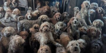 Creyeron que era IA, pero eran 250 perros en hacinamiento extremo