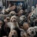 Creyeron que era IA, pero eran 250 perros en hacinamiento extremo