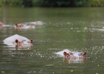 Millonario indio Anant Ambani ofrece acoger a los 80 "hipopótamos de la cocaína" que Colombia quiere sacrificar